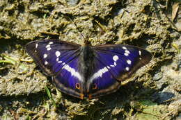 Imagem de Apatura iris Linnaeus 1758