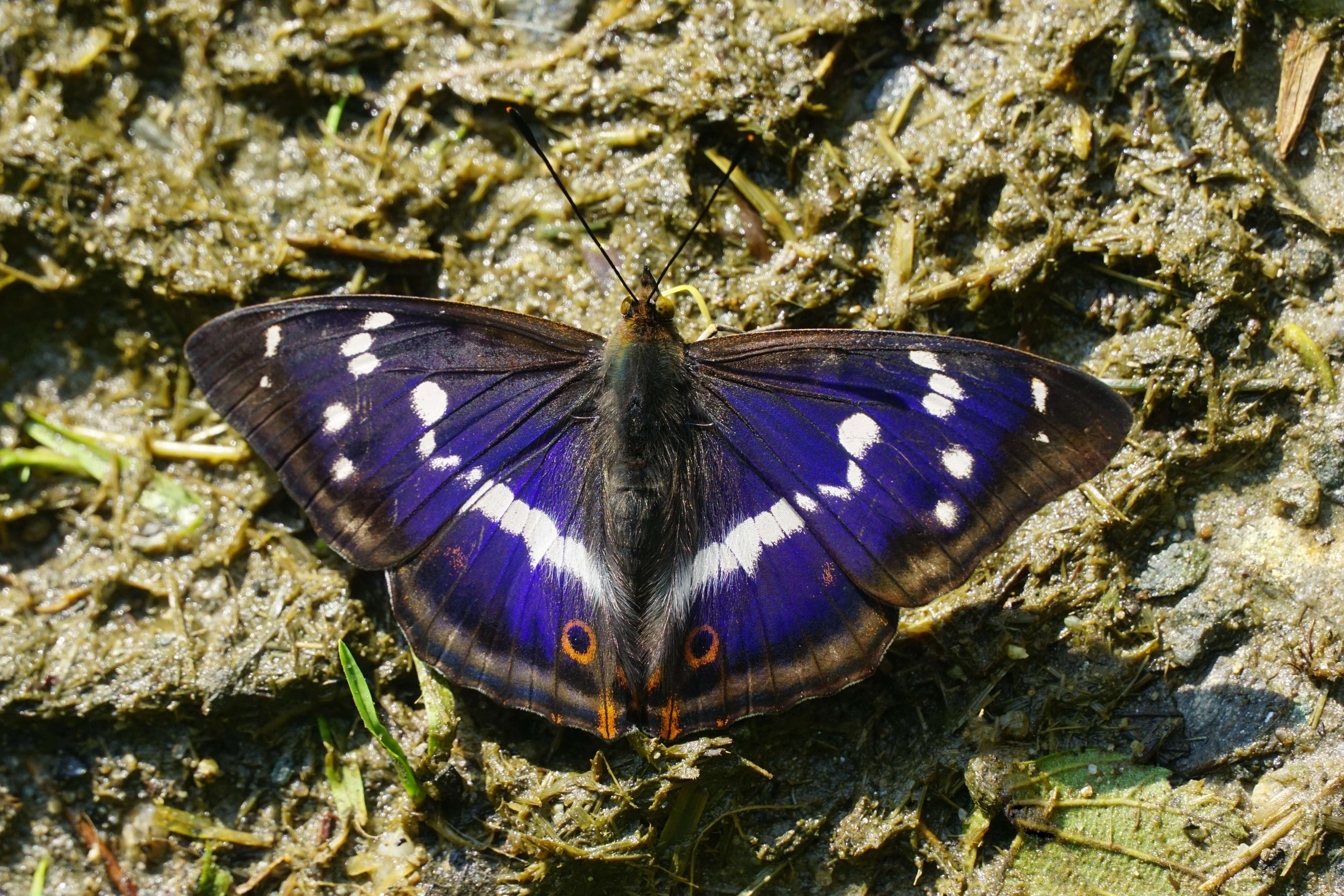 Imagem de Apatura iris Linnaeus 1758