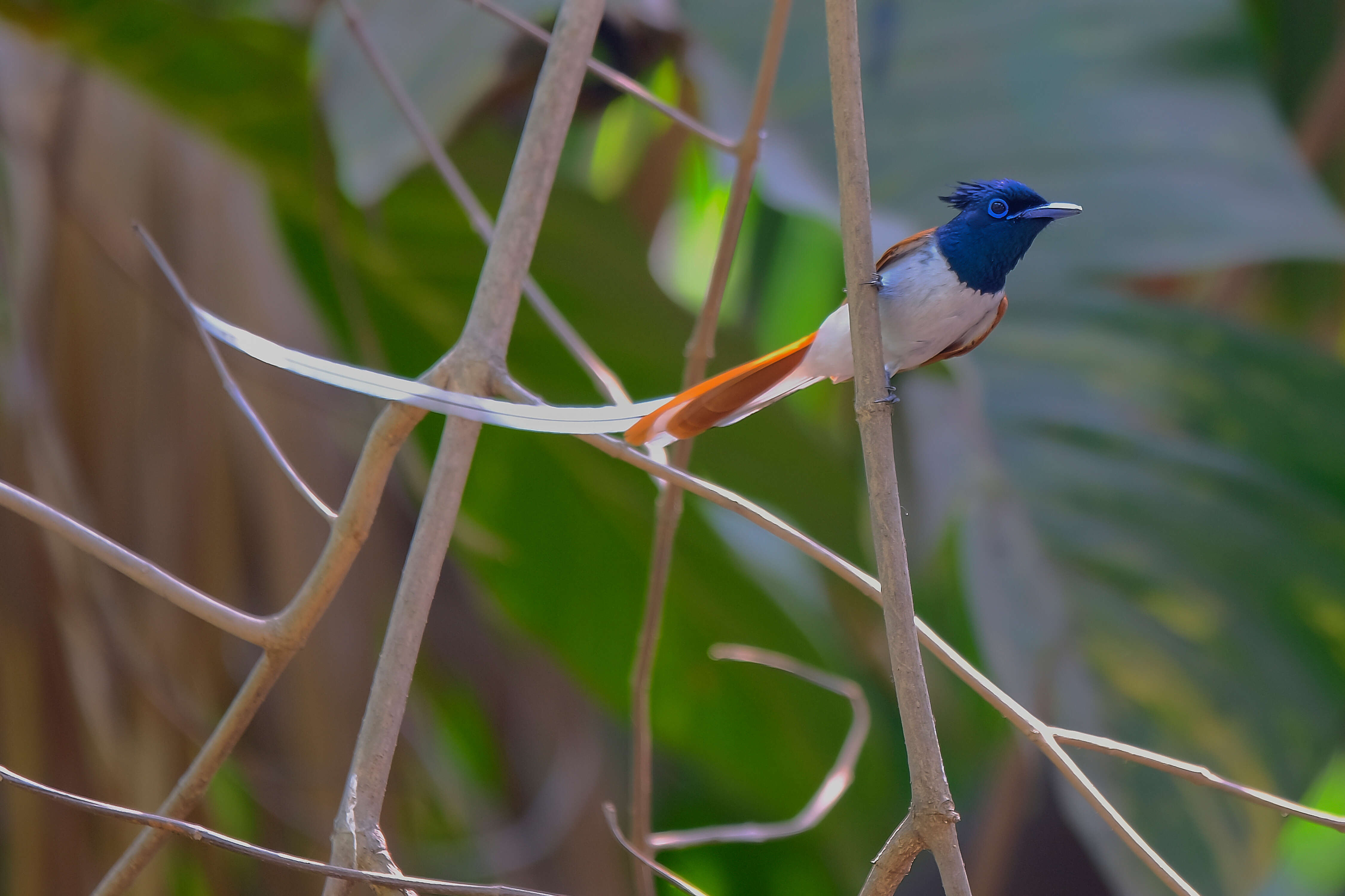 Image of Asian Paradise-Flycatcher