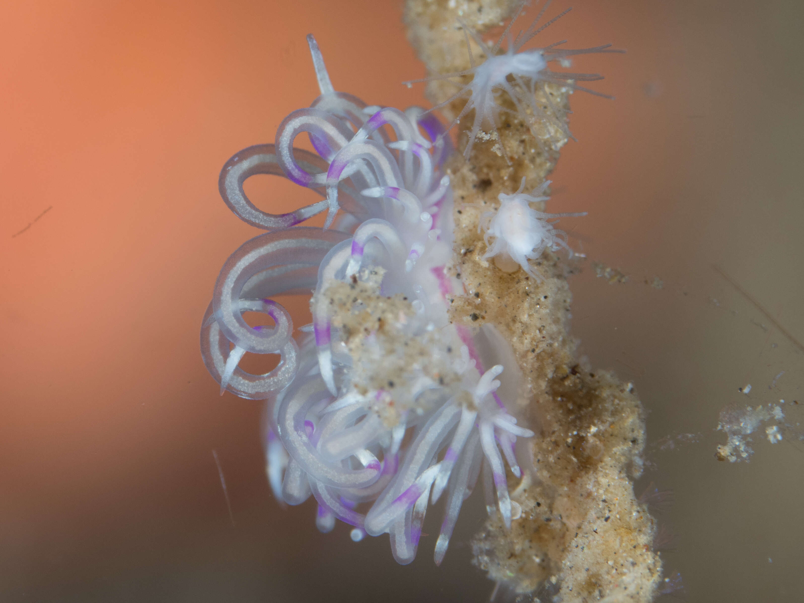 Image of Phyllodesmium opalescens Rudman 1991