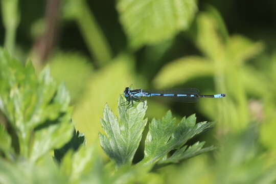 Image of Azure Bluet