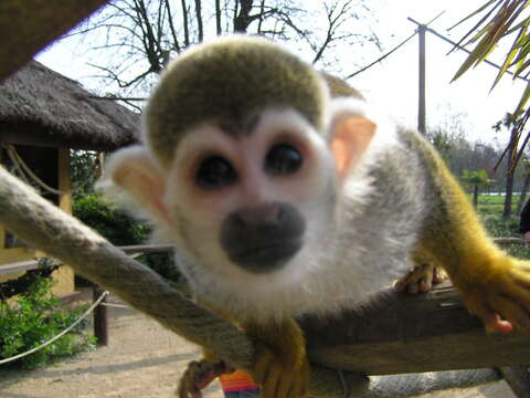 Image of Common Squirrel Monkey