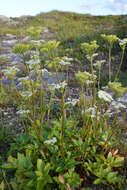 Ligusticum scoticum L. resmi