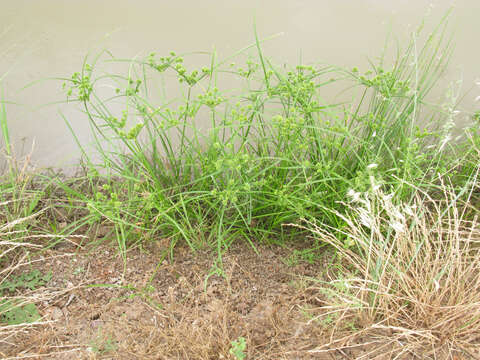 Image of Tall flatsedge