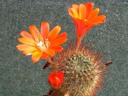 Imagem de Rebutia pulvinosa F. Ritter & Buining