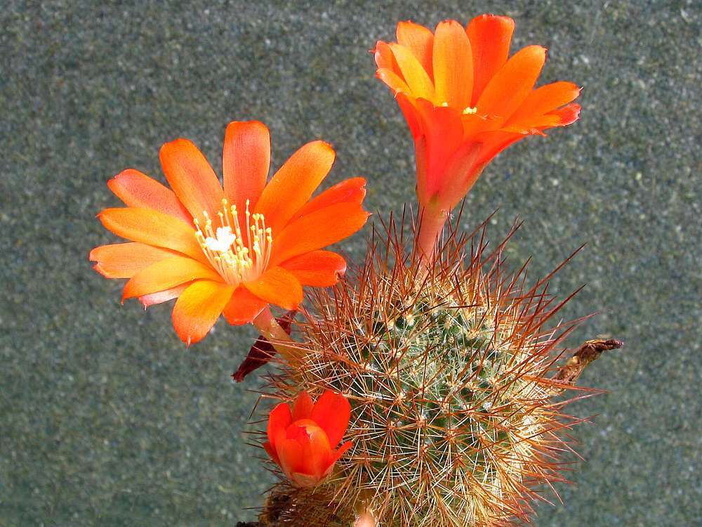 Imagem de Rebutia pulvinosa F. Ritter & Buining