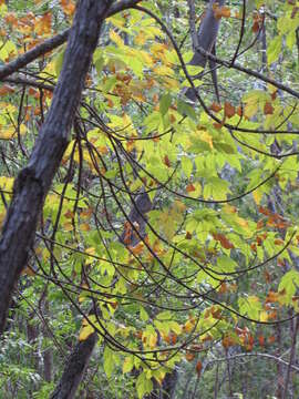 Sivun Fraxinus uhdei (Wenz.) Lingelsh. kuva