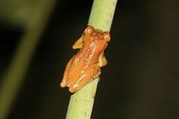 Image of Hourglass Treefrog