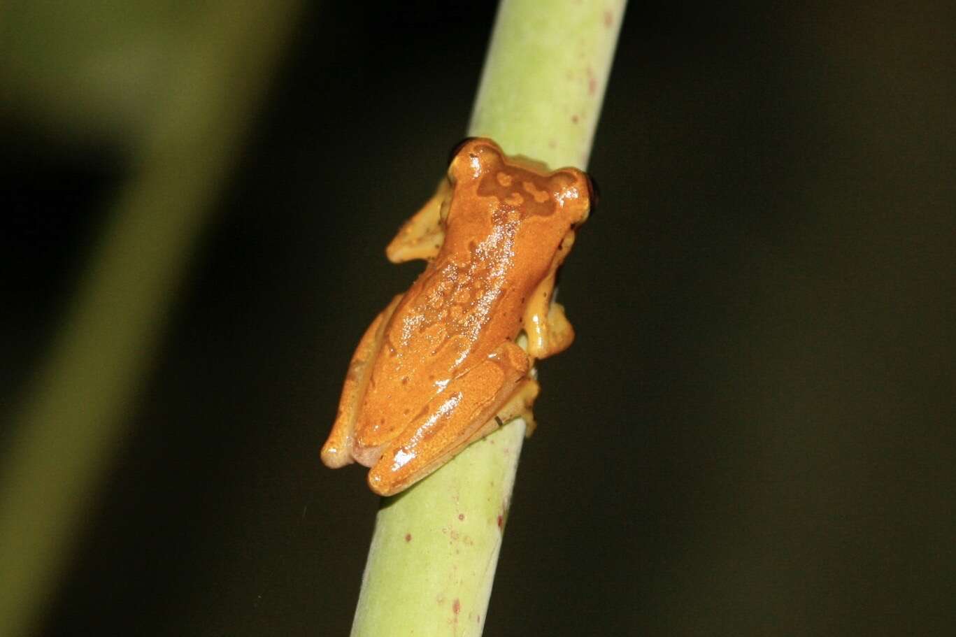 Image of Hourglass Treefrog