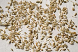 Image of mesa dropseed