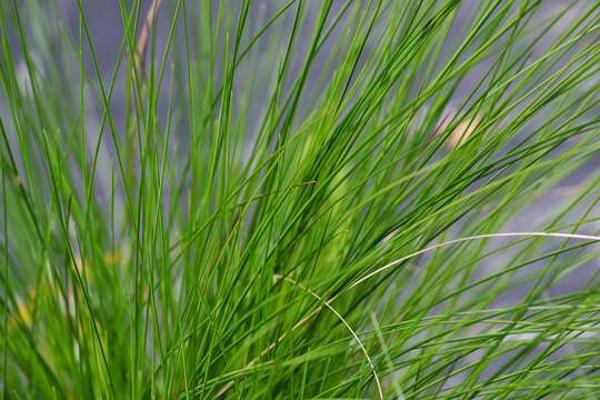 Image of Festuca amethystina L.