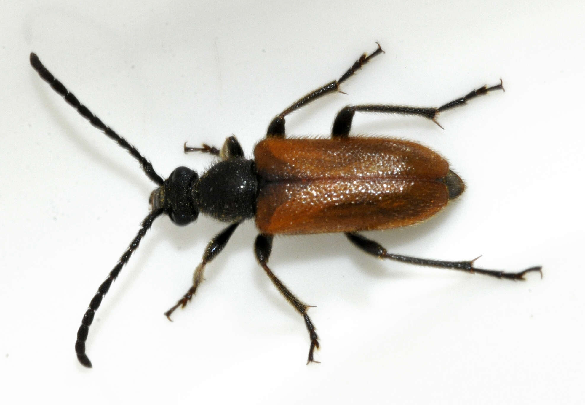 Image of Pseudovadonia