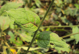 Image of Ceylon hound's tongue