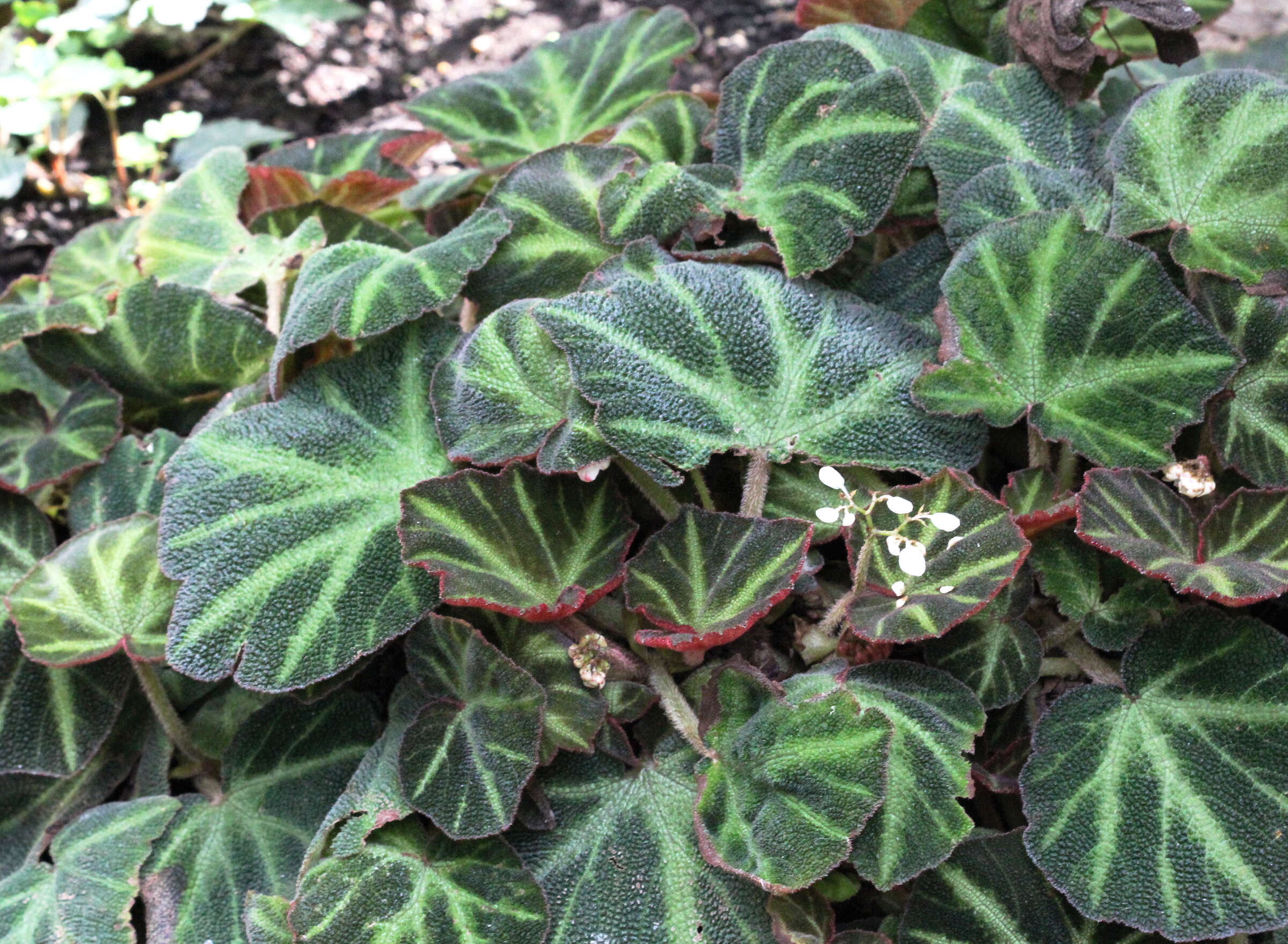 Image de Begonia soli-mutata