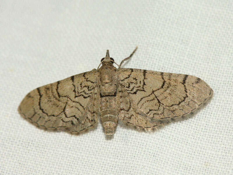 Image of Eupithecia silenicolata Mabille 1866