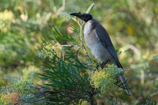 Image of Noisy Friarbird