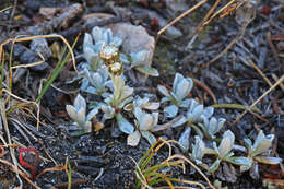 Image of Rocky Mountain pussytoes