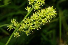 Plancia ëd Tofieldia calyculata (L.) Wahlenb.