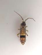 Image of hairy-back girdled springtail