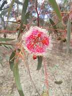 Image of Eucalyptus olida L. A. S. Johnson & K. D. Hill