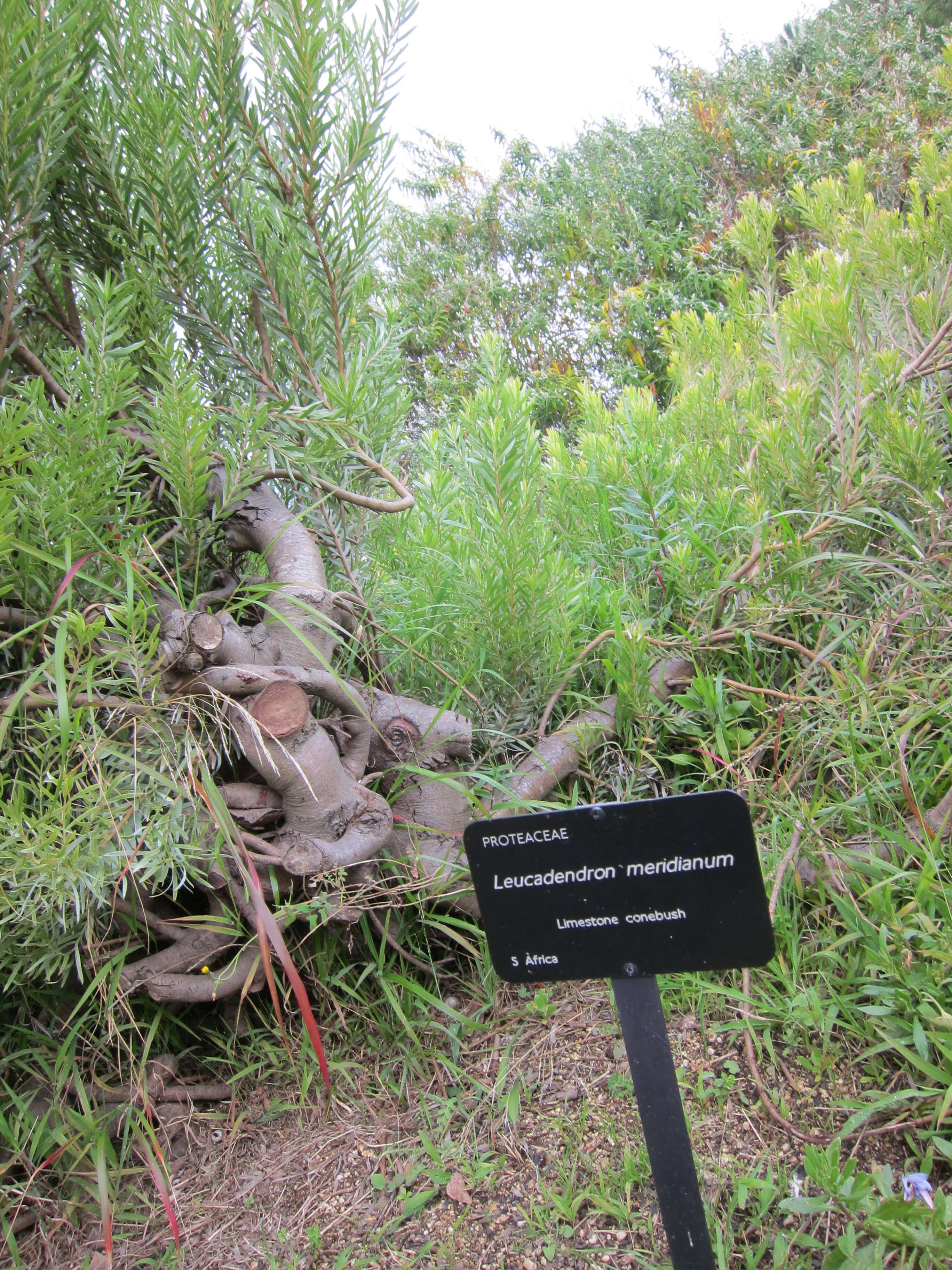 Image of Leucadendron meridianum Salter ex I. Williams