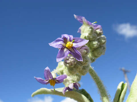 Image of earleaf nightshade