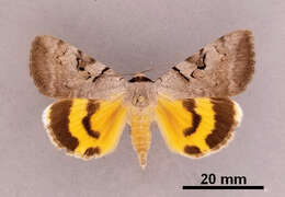 Image of Abbreviated Underwing Moth