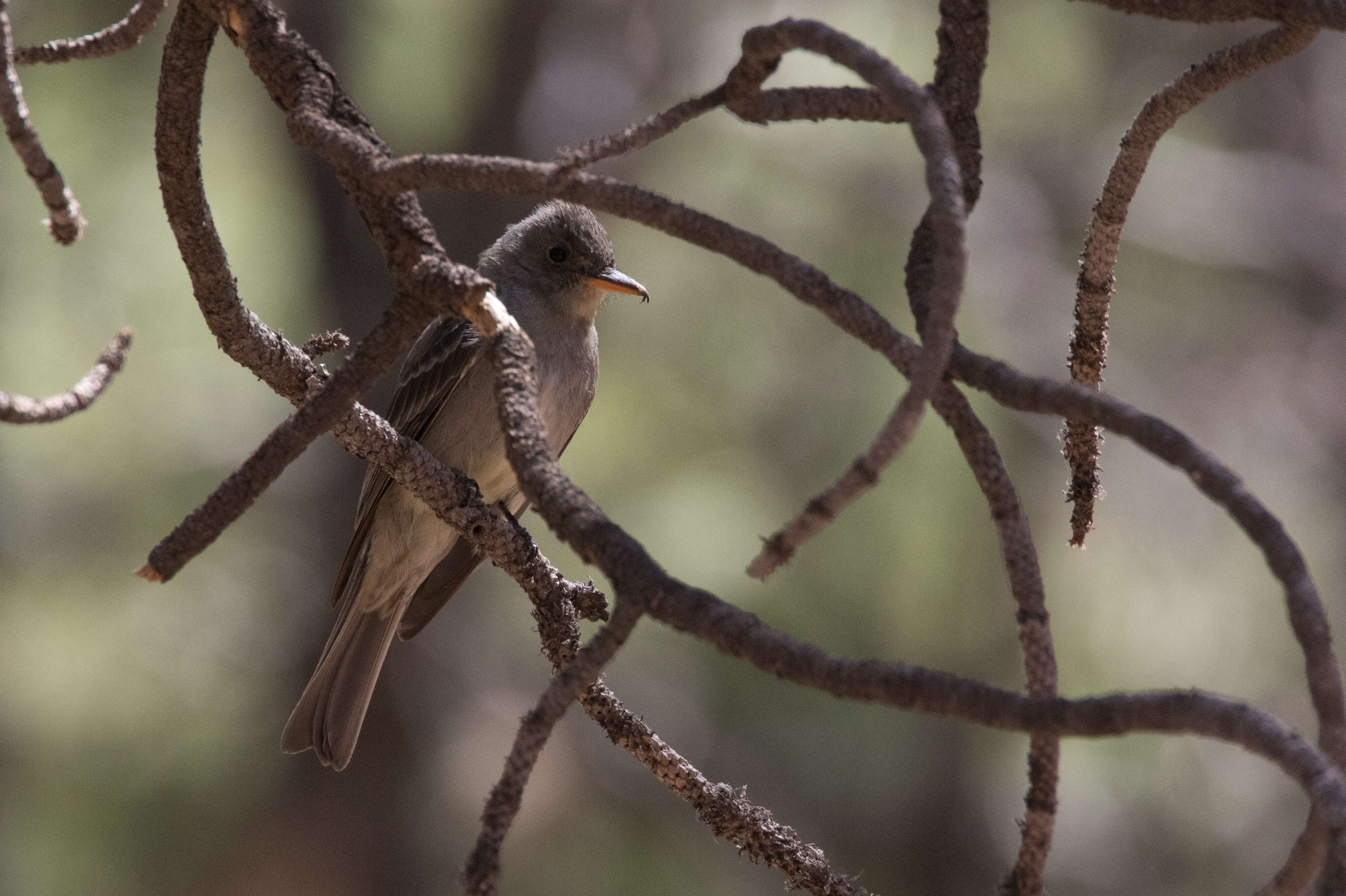 Image of Greater Pewee