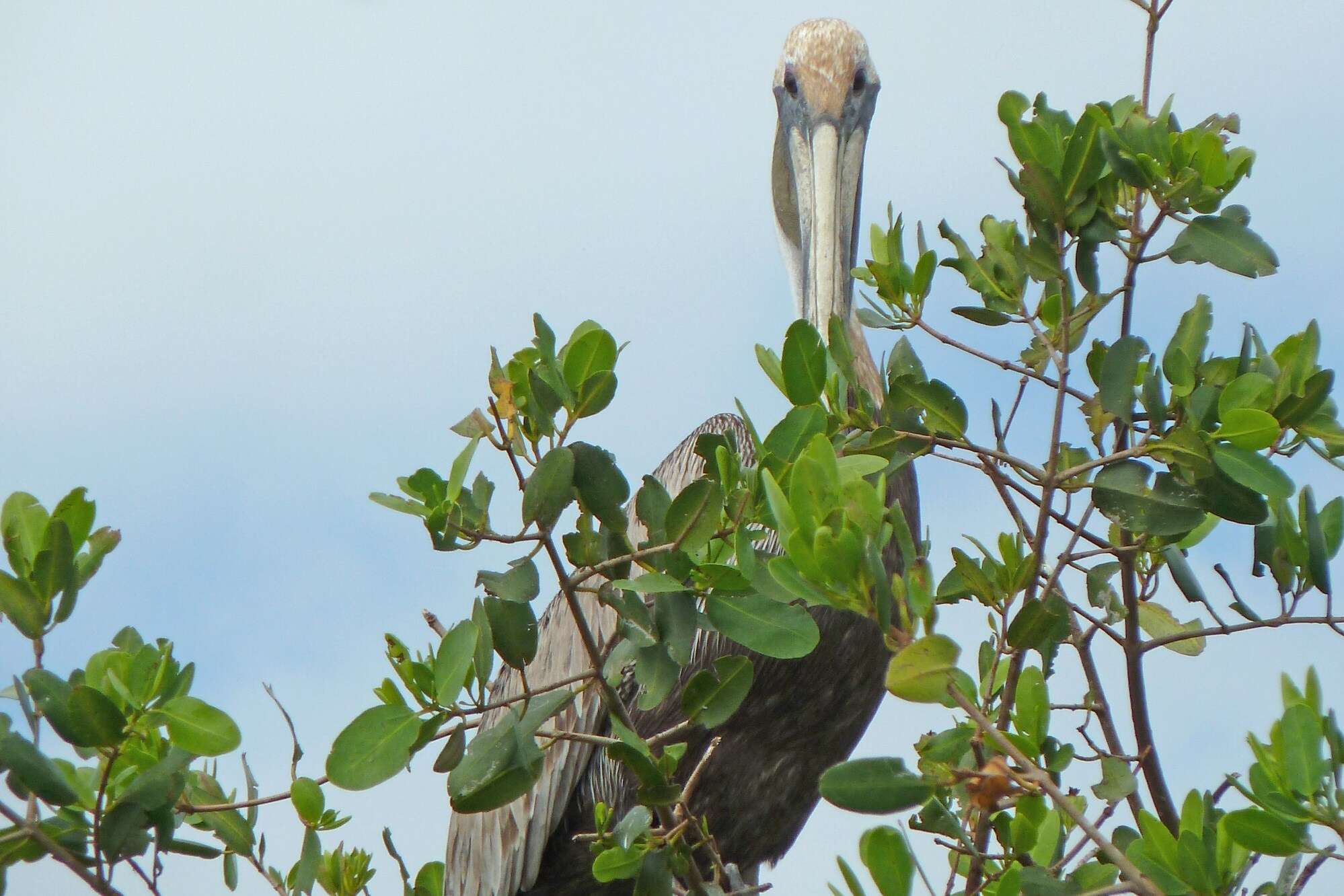 Image of Brown Pelican