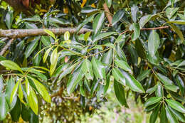 Image de Lithocarpus edulis (Makino) Nakai