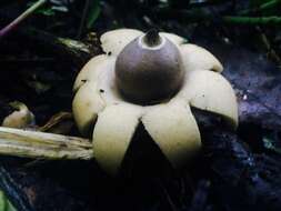 Image of Geastrum saccatum