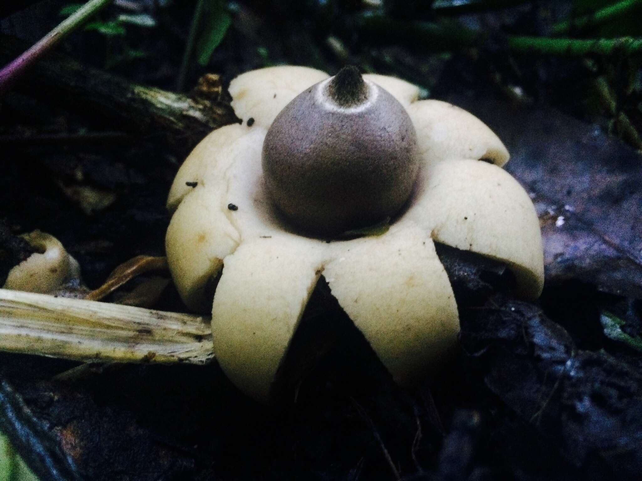 Image of Geastrum saccatum