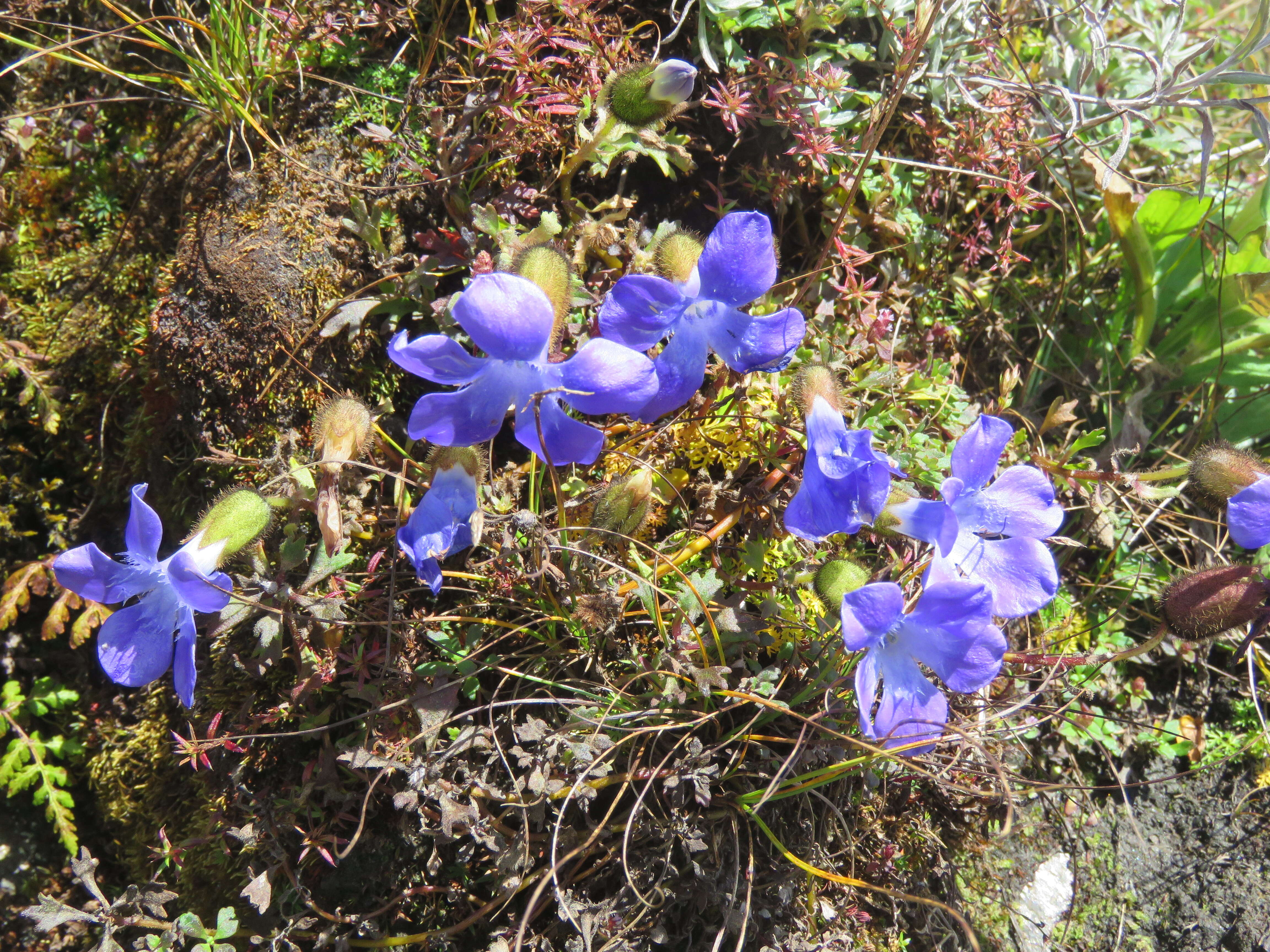 Image of Cyananthus lobatus Wall. ex Benth.