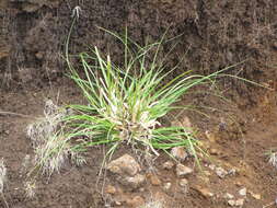 Image of purple pampas grass