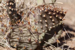 Image of Grassland Pricklypear