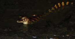 Image of Yacare caiman