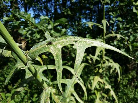 Image of marsh sow-thistle