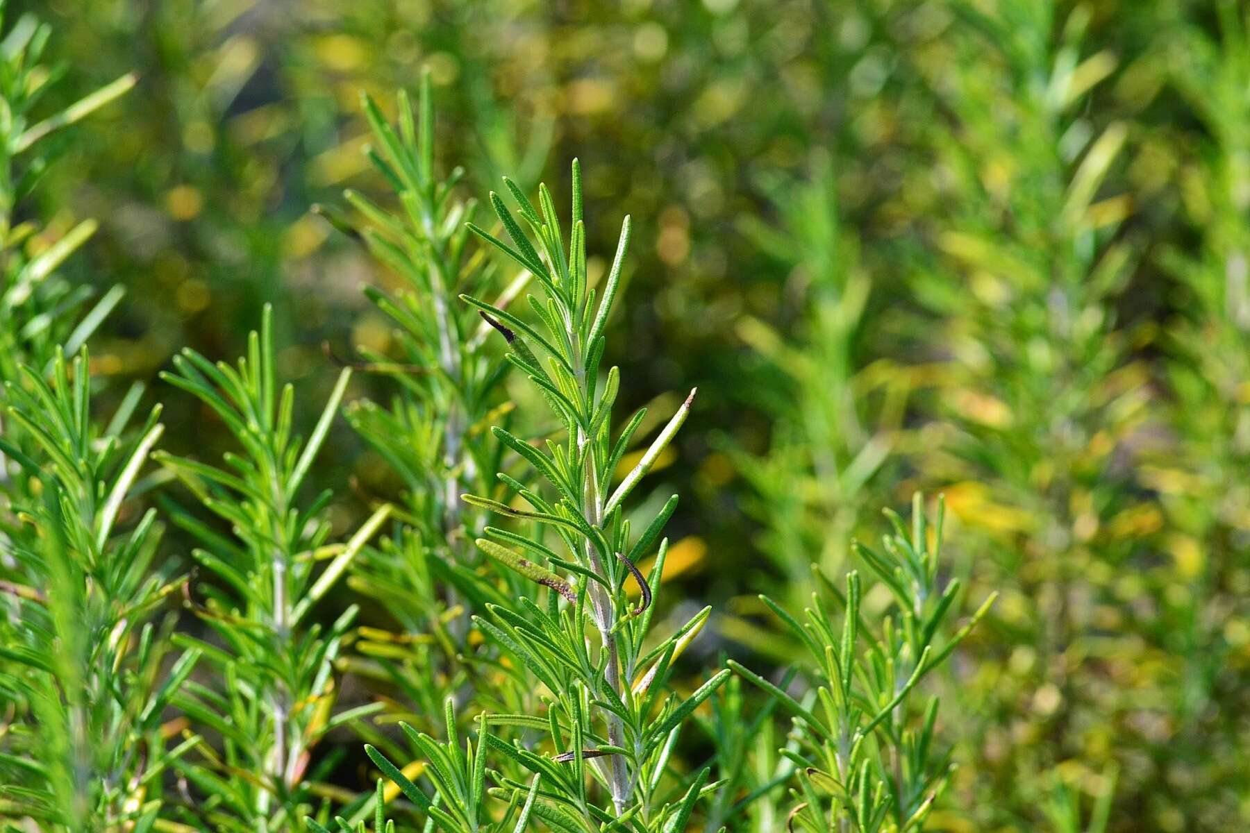 Image of Rosemary