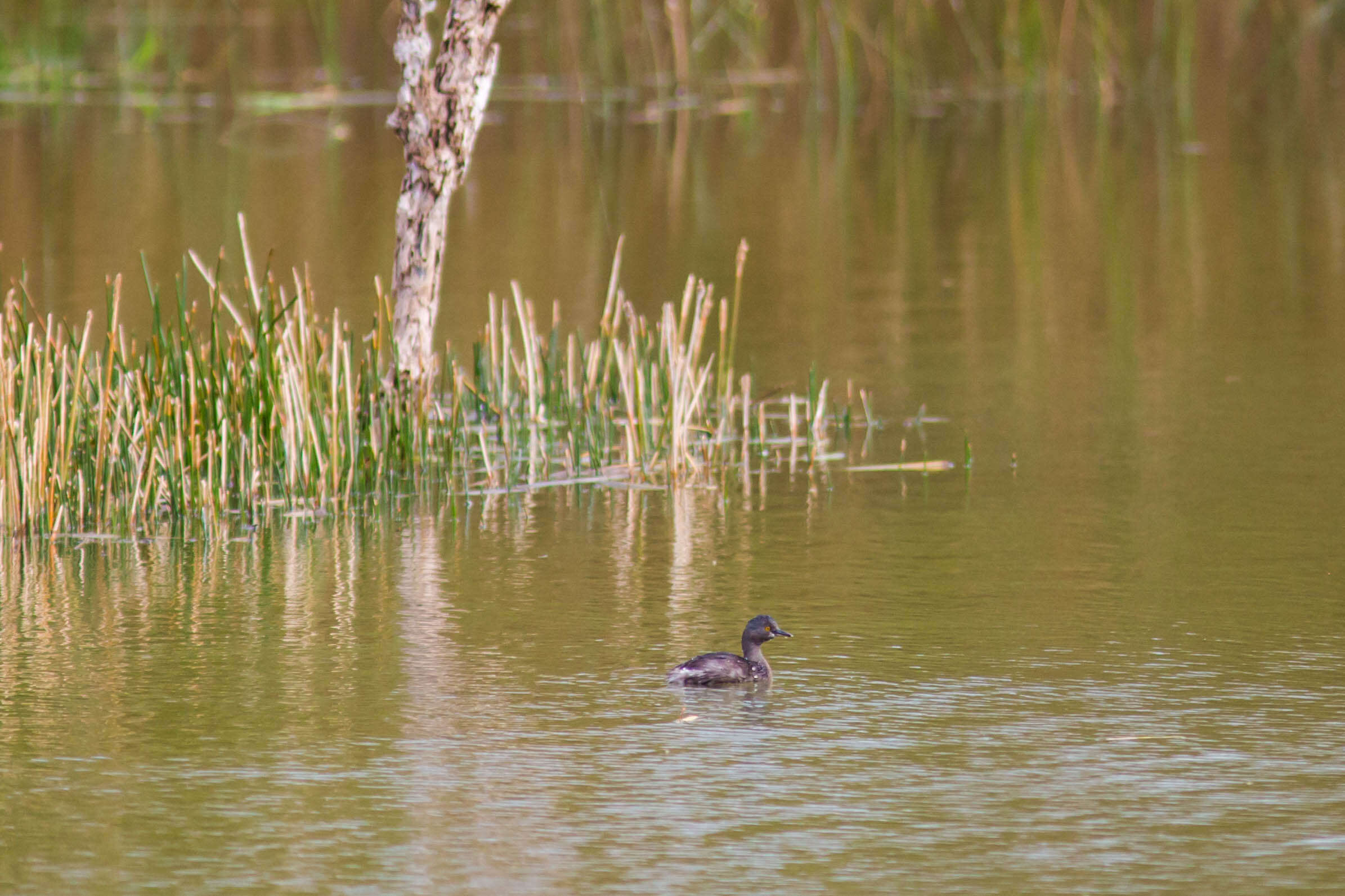 Image of Least Grebe