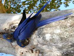 Image of Hyacinth Macaw