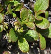 Image of Alpine bearberry