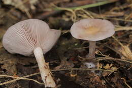 Image of Lepista sordida (Schumach.) Singer 1951