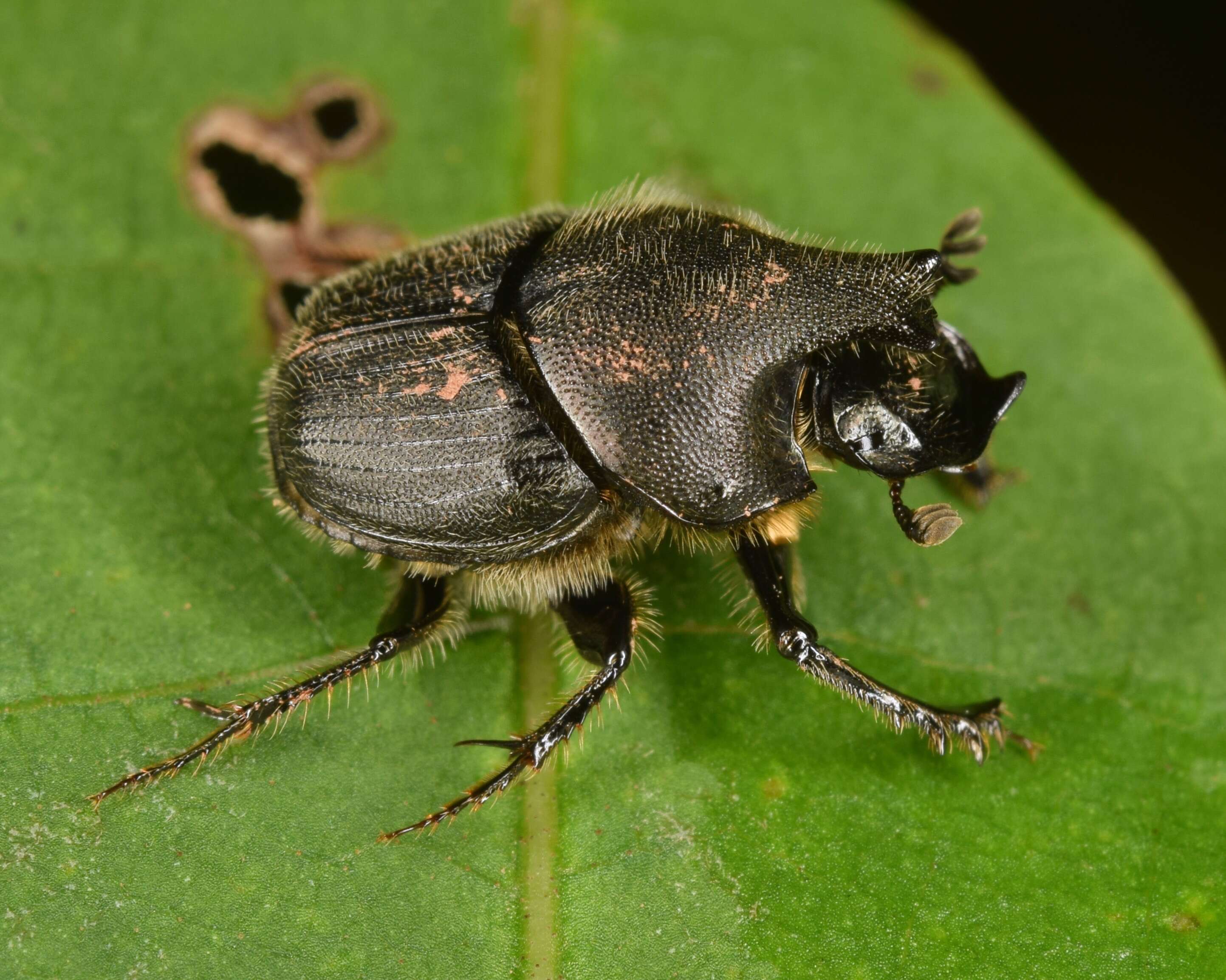 Image of Scooped Scarab