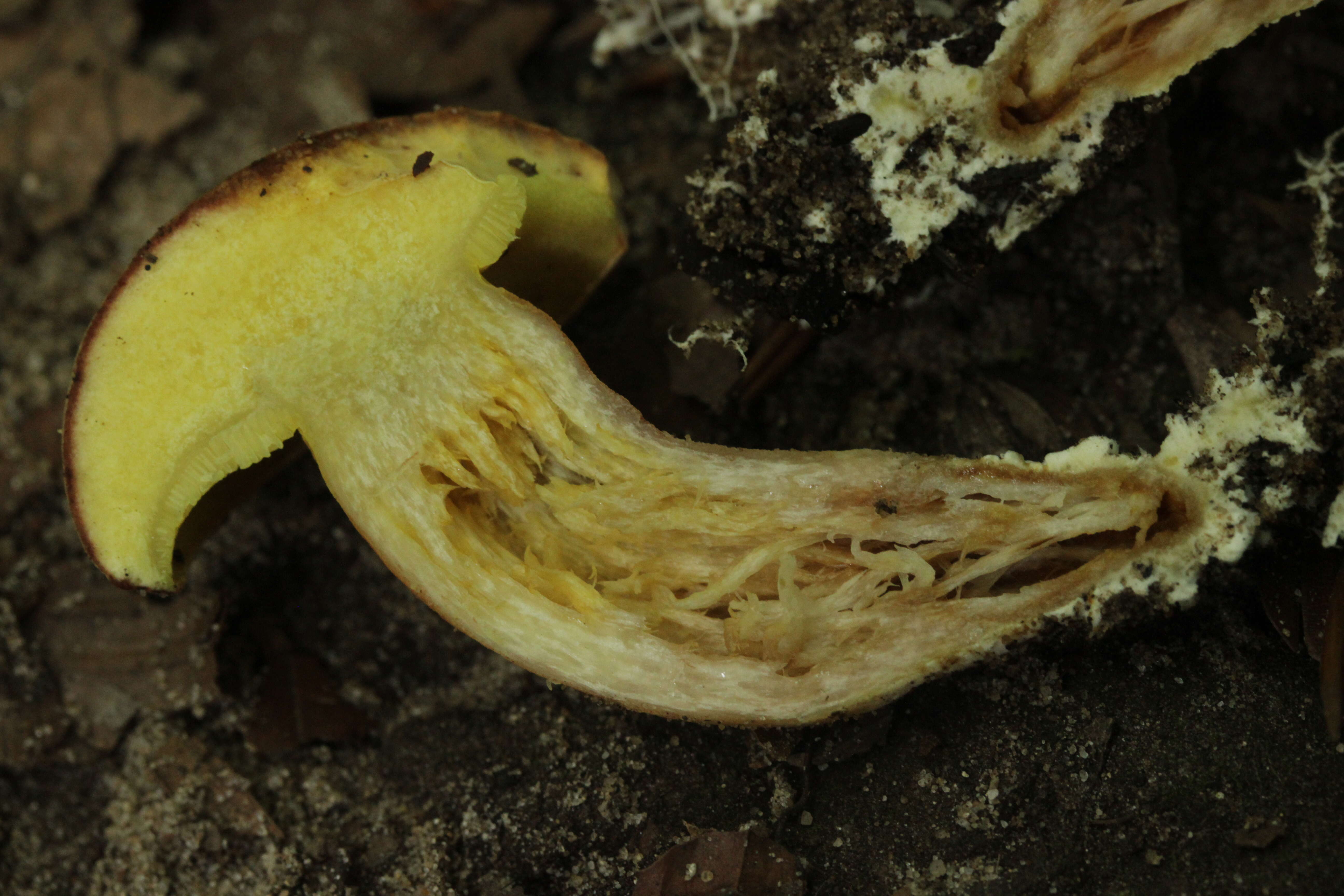 Image of Boletus subtomentosus L. 1753