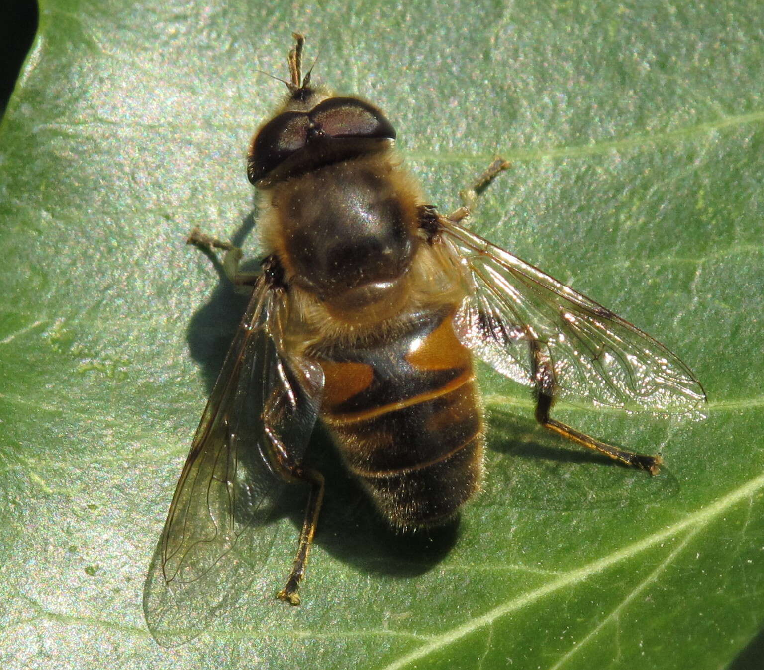 Image of drone fly