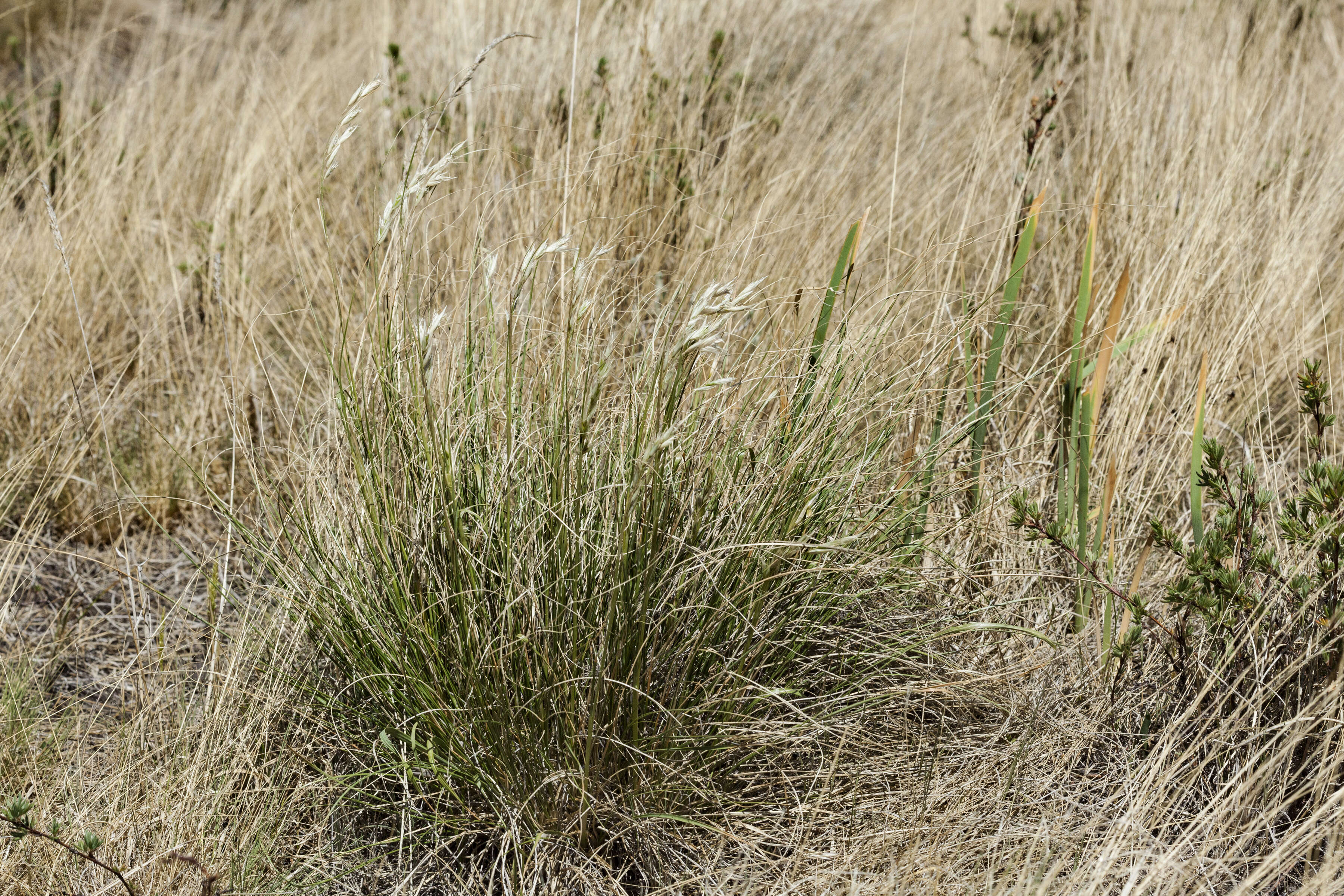 Image de Danthonia intermedia Vasey