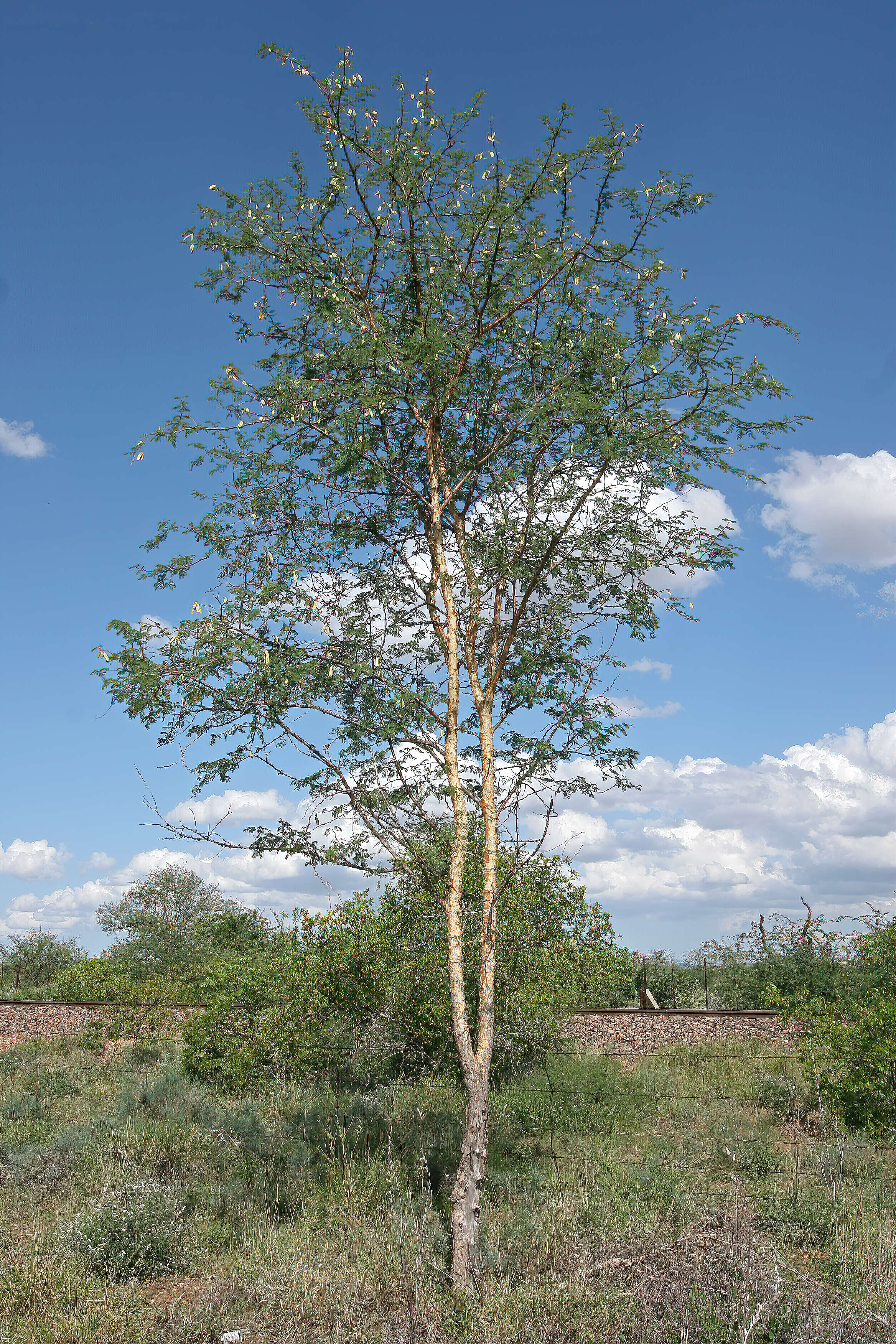 Image of gum arabic