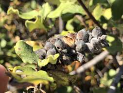 Image de Garrya elliptica Douglas ex Lindl.