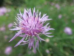 Image of spotted knapweed