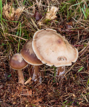 Image of Rhodocollybia butyracea (Bull.) Lennox 1979